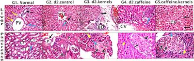 Impact of co-administration of apricot kernels and caffeine on adult male diabetic albino rats